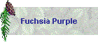 Fuchsia Purple